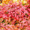 15 DWARF SACRED BAMBOO Heavenly Nandina Domestica Nana Pink Red Sun Shade Shrub Seeds