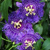 Purple Passion Flower Passion Fruit Granadilla Passiflora Incarnata Vine Seeds