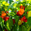 50 Mixed HOT HABANERO PEPPER Red Orange White Brown Mix Capsicum Chinense Seeds