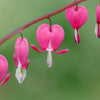 10 BLEEDING HEART - PINK Old Fashioned Dicentra Formosa Shade Flower Seeds