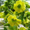 250 AZTEC TOBACCO Midewiwan Sacred Nicotiana Rustica Yellow Flower Herb Seeds