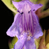 50 Purple False Dragon DRAGONS HEAD Obedient Plant Dracocephalum Flower Seeds