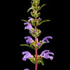 50 Purple False Dragon DRAGONS HEAD Obedient Plant Dracocephalum Flower Seeds