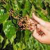 25 JAPANESE RAISIN TREE Edible Fruit Oriental Honey Flowers Hovenia Dulcis Seeds