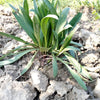 1000 Organic PSYLLIUM Plantago Ovata Plantain Herb Flower Seeds