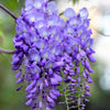 5 BLUE CHINESE WISTERIA Sinensis Ornamental Vine Climber Blue Violet Purple Flower Seeds