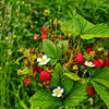 100 ALPINE STRAWBERRY Fragaria Vesca Red Fruit White Flower Seeds
