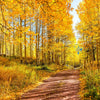 50 Golden QUAKING ASPEN TREE Populus Tremuloides White Bark Yellow Fall Cold Hardy Seeds