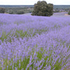 500 True ENGLISH LAVENDER VERA Lavandula Angustifolia Vera Herb Purple Flower Seeds