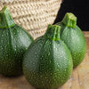50 ROUND ZUCCHINI Summer SQUASH Cucurbita Pepo Vegetable Seeds
