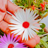 100 Gelato WHITE ICE PLANT Mesembryanthemum Livingstone Daisy Flower Seeds