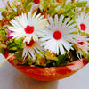 100 Gelato WHITE ICE PLANT Mesembryanthemum Livingstone Daisy Flower Seeds