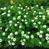 10 SIMPLY LOVE HIBISCUS (Flower of the Hour / Baldder Hibiscus) Hibiscus Trionum Flower Seeds