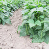 Tendergreen Green Bean Seeds – Phaseolus Vulgaris Vegetable – photo 3