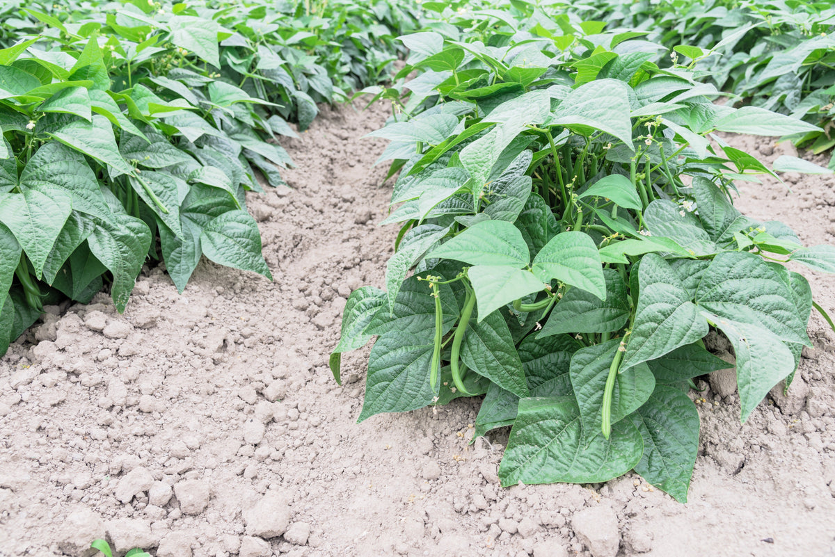 Tendergreen Green Bean Seeds – Phaseolus Vulgaris Vegetable – photo 3