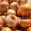 500 Sweet YELLOW SPANISH ONION Allium Cepa Vegetable Seeds