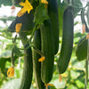 100 LONG Green IMPROVED CUCUMBER Slicing Cucumis Sativus Fruit Vegetable Seeds