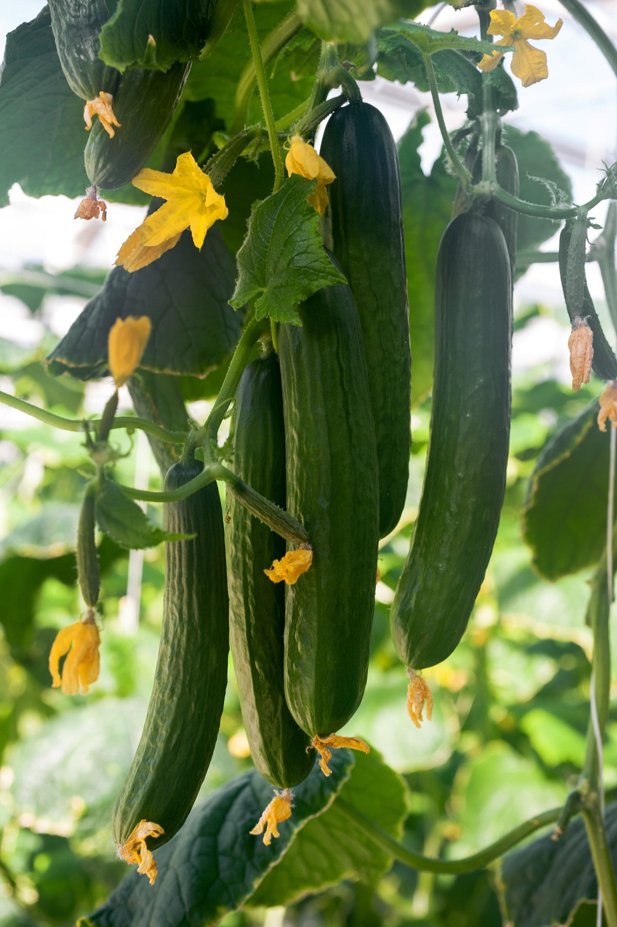 Long Green Improved Cucumber Slicing Cucumis Sativus Fruit Vegetable Seeds – photo 7