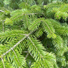 Grow Your Own CHRISTMAS TREE - Balsam Fir ( Abies Balsamea ) Gift Packet of Tree Seeds