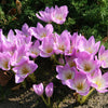 10 AUTUMN CROCUS Colchicum Autumnale Meadow Saffron Flower Seeds