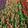 100 MIXED COLORS SALVIA Splendens Red Purple White Pink Sage Flower Seeds