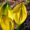 10 Yellow SWAMP LANTERN Moist Lysichiton Americanus Skunk Cabbage Flower Seeds
