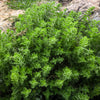 500 GREEK OREGANO Italian / Winter Marjoram Origanum Vulgare Hirtum Herb Seeds