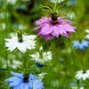 500 LOVE In A MIST PERSIAN Jewels Mixed Colors (Fennel Flower) Nigella Damascena Flower Seeds