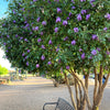 10 TEXAS Mountain LAUREL Sophora Secundiflora Mescal Tree Purple Flower Seeds