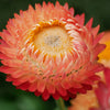 100 APRICOT & PEACH STRAWFLOWER Organic Mix Coral Paper Daisy Helichrysum Bracteatum Flower Seeds