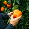50 ORANGE Sun BELL PEPPER Sweet Capsicum Vegetable Seeds