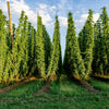 25 COMMON HOPS European Humulus Lupulus Vine Seeds Beer Making Ingredient Seeds