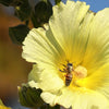 25 YELLOW HOLLYHOCK Alcea Rosea Flower Seeds Perennial