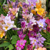 5 ROYAL CHAMPION Mix FREESIA Mixed Colors Pink Blue Purple Yellow Red Orange Flower Seeds