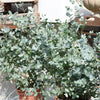 20 SILVER DROP EUCALYPTUS Gunnii Cider Gum Silver Blue Foliage Florist Tree Seeds