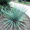 100 YUCCA (Soapweed / Soapwell / Beargrass / Great Plains Yucca) Yucca Glauca Flower Seeds
