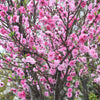 3 NEMAGUARD PEACH TREE Prunus Persica Fruit Pink Flower Seeds