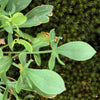Sheep Sorrel Seeds – Rumex Acetosella Red Field Sorrel Sour Weed Herb Flower