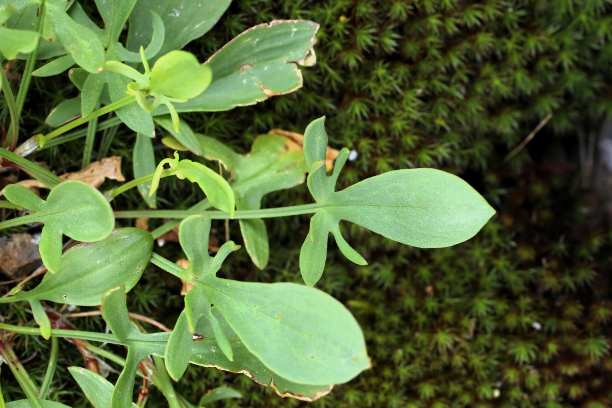 Sheep Sorrel Seeds – Rumex Acetosella Red Field Sorrel Sour Weed Herb Flower