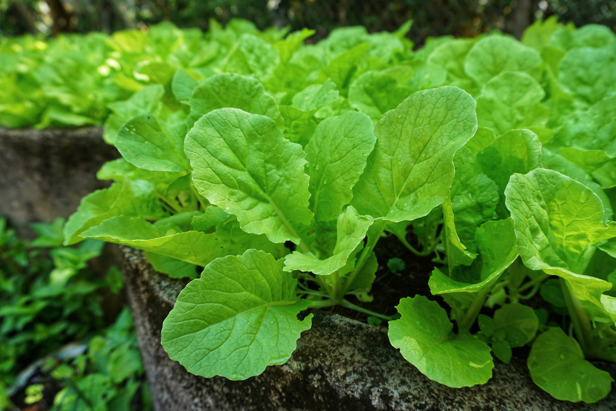 Seven Top Turnip Seeds – For Leaf Greens & Sprouts Brassica Rapa Vegetable