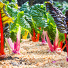 150 Mixed Colors NORTHERN LIGHTS  SWISS CHARD (Perpetual Spinach) Beta Vulgaris Cicla Vegetable Seeds