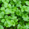 250 LEISURE CILANTRO / CORIANDER Coriandrum Sativum Herb Vegetable Seeds