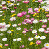 100 MIXED DOUBLE ACROCLINIUM Paper Daisy Helipterum Rhodanthe Flower Seeds