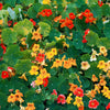 50 Mixed Colors DWARF JEWEL NASTURTIUM Tropaeolum Minus Flower Seeds