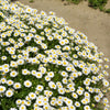 100 White DWARF CREEPING DAISY Chrysanthemum Paludosum Flower Seeds