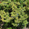 60 Organic Seeds COMMON JUNIPER (20 Berries) Juniperus Communis Tree Shrub Evergreen Conifer Blue Berry Yellow Flower aka Gin Berry Pine