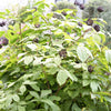 20 SIBERIAN GINSENG Eleutherococcus Senticosus Ci Wu Jia Herb Shrub Seeds