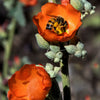 20 Apricot DESERT GLOBEMALLOW Mallow Sphaeralcea Ambigua Flower Seeds