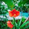 10 SUNSET BOULEVARD PRIMROSE Orange Evening Oenothera Versicolor Sundrops Flower Seeds