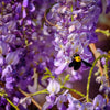 5 BLUE CHINESE WISTERIA Sinensis Ornamental Vine Climber Blue Violet Purple Flower Seeds